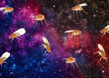 Scientists Crushed Fruit Flies With Extreme Gravity. Something Strange Happened Next.