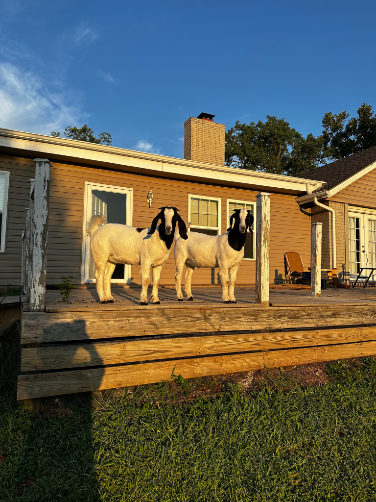 Two white goats with black faces stand on a wooden deck in front of a house.