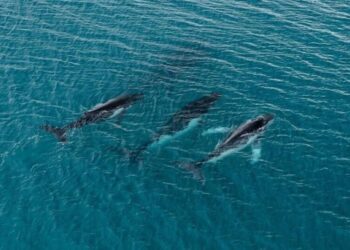 Two humpback whales set records swimming between Australia and Brazil