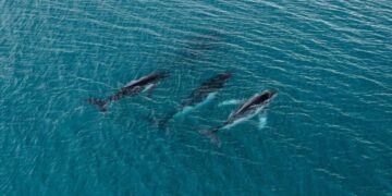 Two humpback whales set records swimming between Australia and Brazil