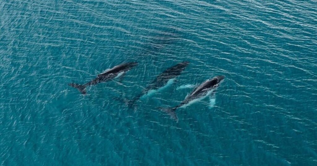 Two humpback whales set records swimming between Australia and Brazil