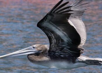 As ocean temperatures spike, more dead sea birds are washing up on California shores