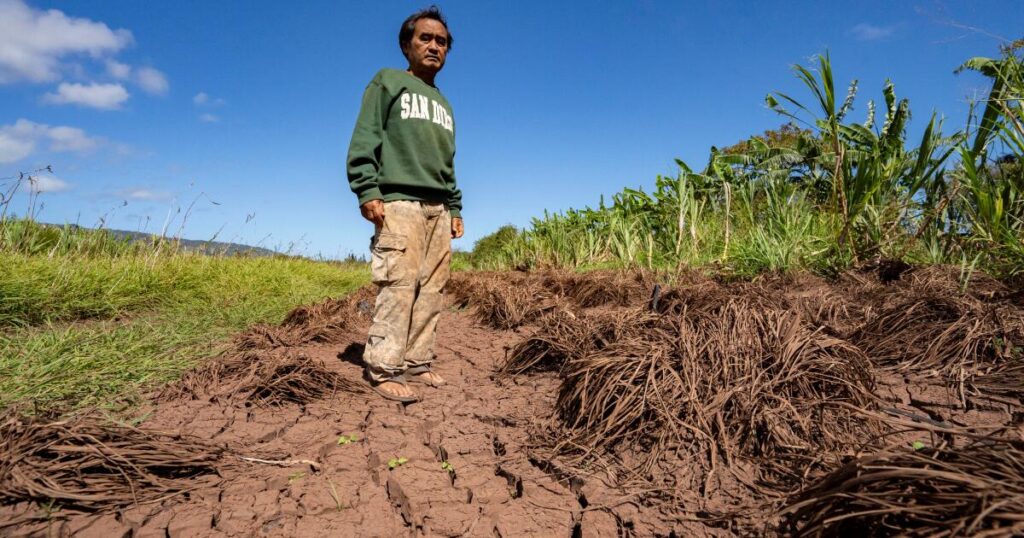 Hawaii’s worst flooding in 20 years leaves farmers struggling and fewer veggies at markets