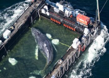 A barge carrying Timmy the humpback whale journeys to the North Sea