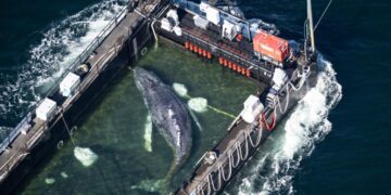 A barge carrying Timmy the humpback whale journeys to the North Sea