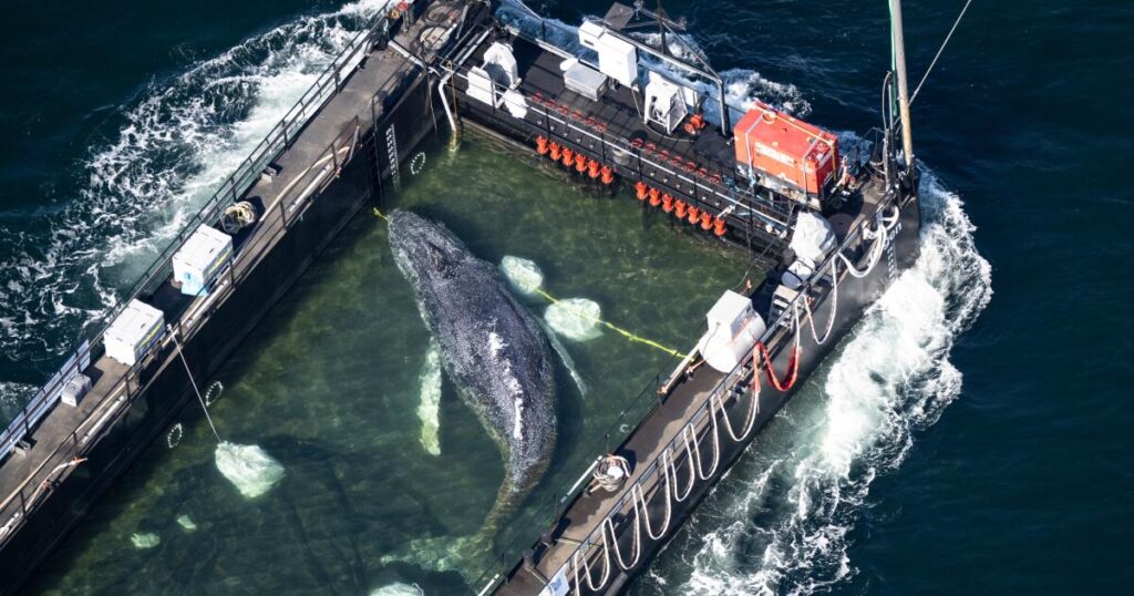 A barge carrying Timmy the humpback whale journeys to the North Sea