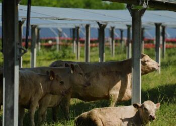 Solar ranch aims to prove grazing cattle under the panels is a farmland win-win