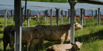 Solar ranch aims to prove grazing cattle under the panels is a farmland win-win