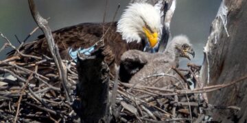 Two bald eagles seen taking it easy in L.A. County park