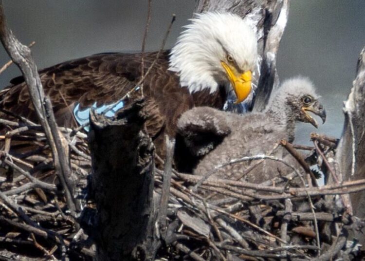 Two bald eagles seen taking it easy in L.A. County park
