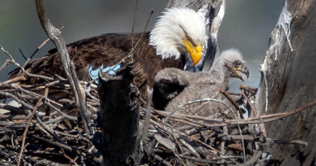 Two bald eagles seen taking it easy in L.A. County park