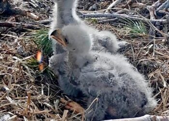 The votes are in: Big Bear celebrities Jackie and Shadow’s eaglets now have names