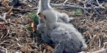 The votes are in: Big Bear celebrities Jackie and Shadow’s eaglets now have names