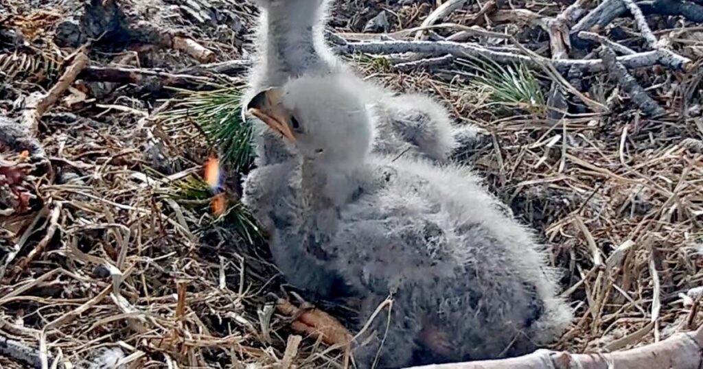 The votes are in: Big Bear celebrities Jackie and Shadow’s eaglets now have names