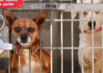 Mayor Bass’ budget cuts $1.6 million for dog exercise program at L.A. animal shelters