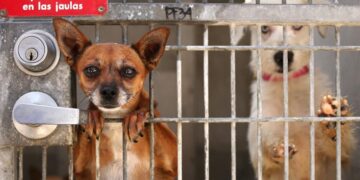 Mayor Bass’ budget cuts $1.6 million for dog exercise program at L.A. animal shelters