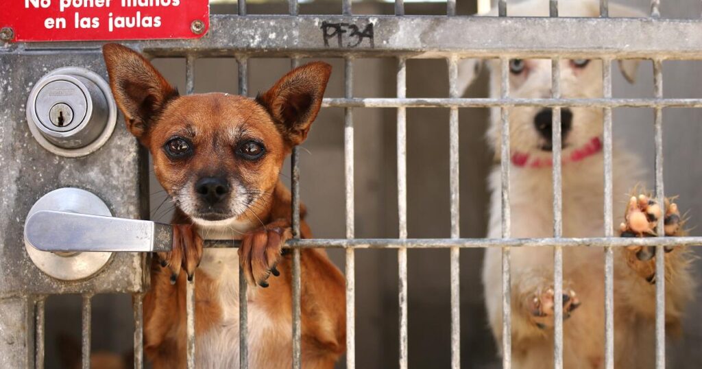 Mayor Bass’ budget cuts $1.6 million for dog exercise program at L.A. animal shelters