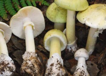 As poisonings soar to record, health officials urge Californians not to pick or eat wild mushrooms