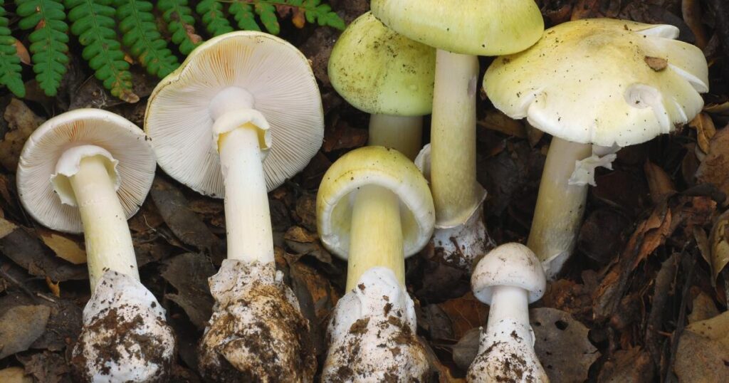 As poisonings soar to record, health officials urge Californians not to pick or eat wild mushrooms