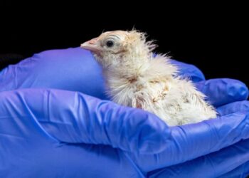 A de-extinction company has hatched live chicks from an artificial eggshell