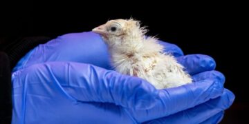 A de-extinction company has hatched live chicks from an artificial eggshell
