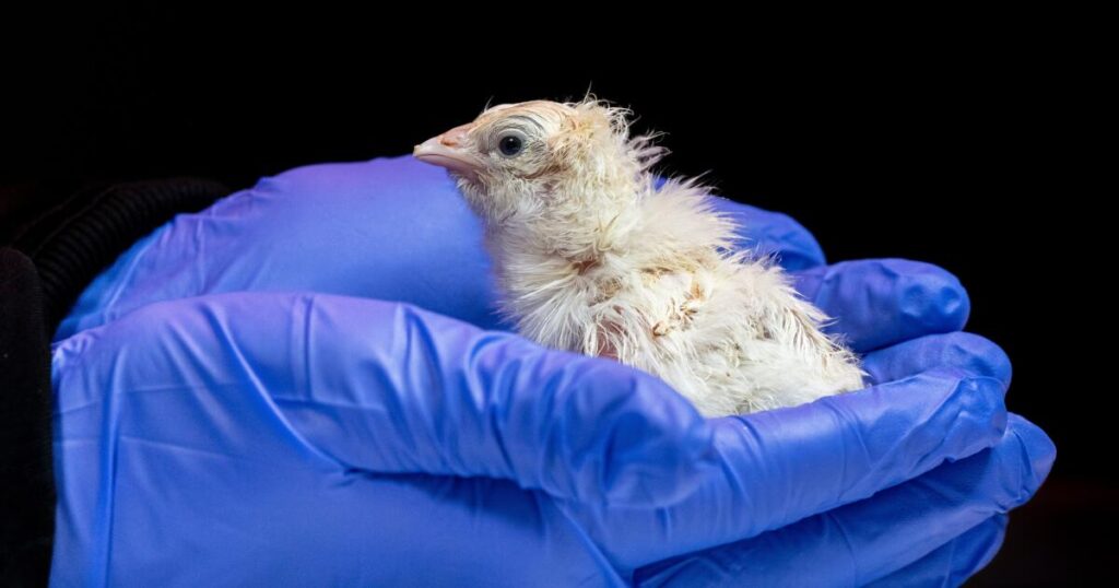 A de-extinction company has hatched live chicks from an artificial eggshell