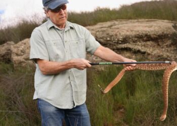 Woman bitten on the ankle by a rattlesnake, seventh reported bite in Ventura County