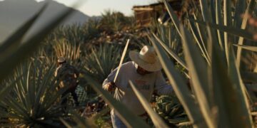 Mezcal’s popularity is booming in the U.S. That comes with a growing cost to Mexico