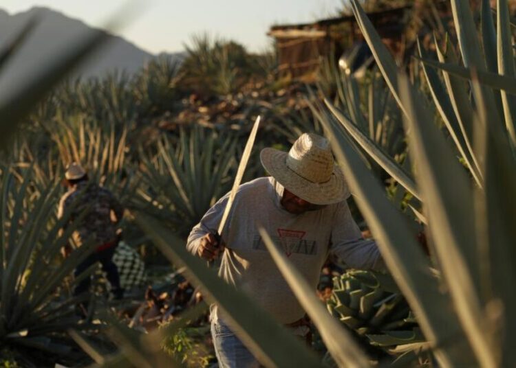 Mezcal’s popularity is booming in the U.S. That comes with a growing cost to Mexico