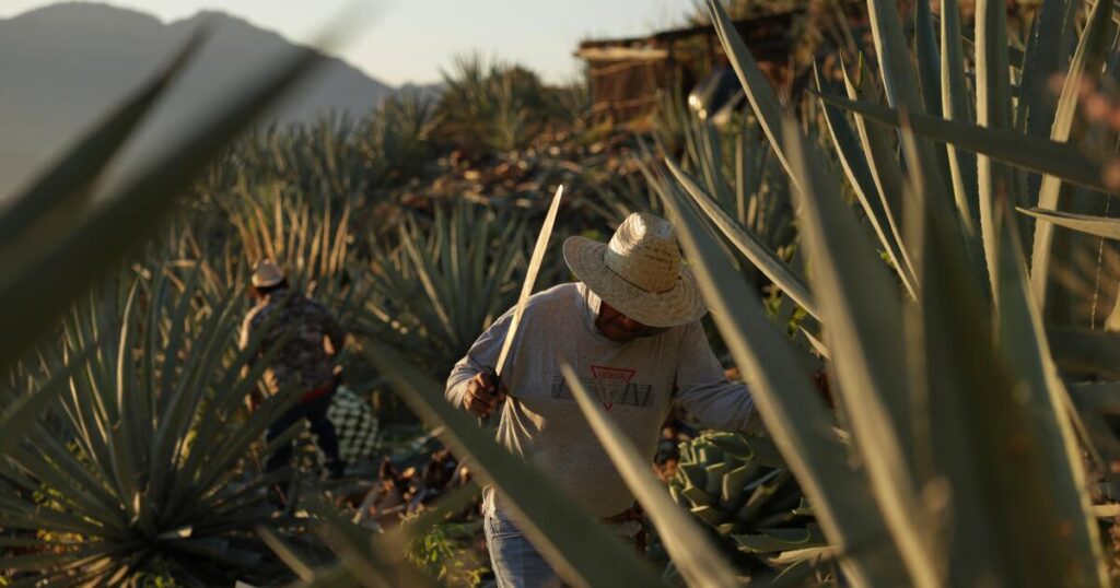 Mezcal’s popularity is booming in the U.S. That comes with a growing cost to Mexico