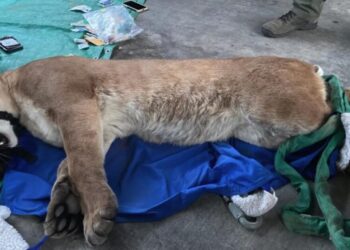 Mountain lion wanders near SoCal homes, crawls under a vehicle before being sedated