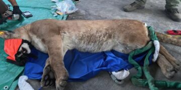 Mountain lion wanders near SoCal homes, crawls under a vehicle before being sedated
