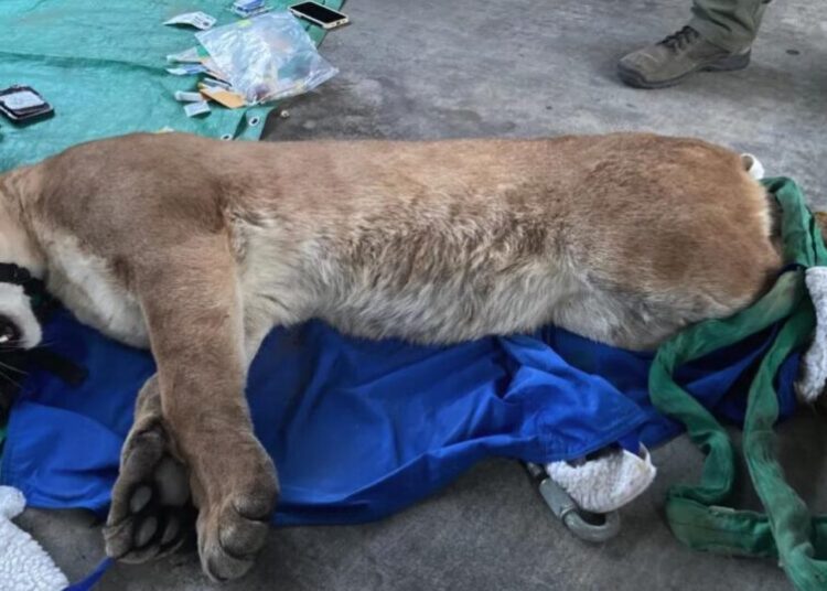Mountain lion wanders near SoCal homes, crawls under a vehicle before being sedated