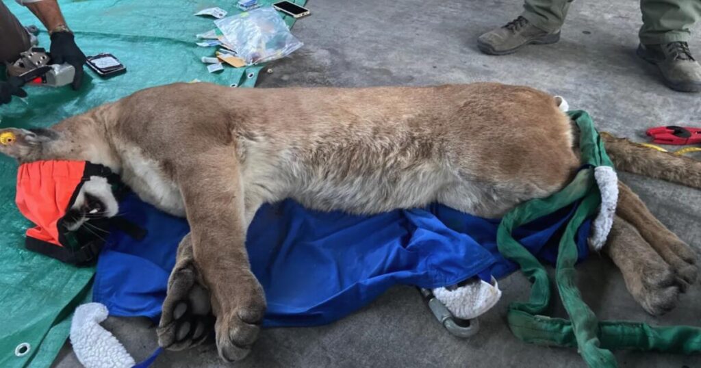 Mountain lion wanders near SoCal homes, crawls under a vehicle before being sedated