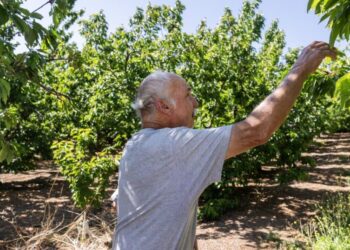 For the first time, a warm winter just wiped out SoCal’s little-known cherry harvest
