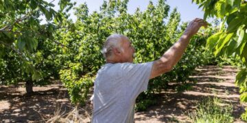For the first time, a warm winter just wiped out SoCal’s little-known cherry harvest