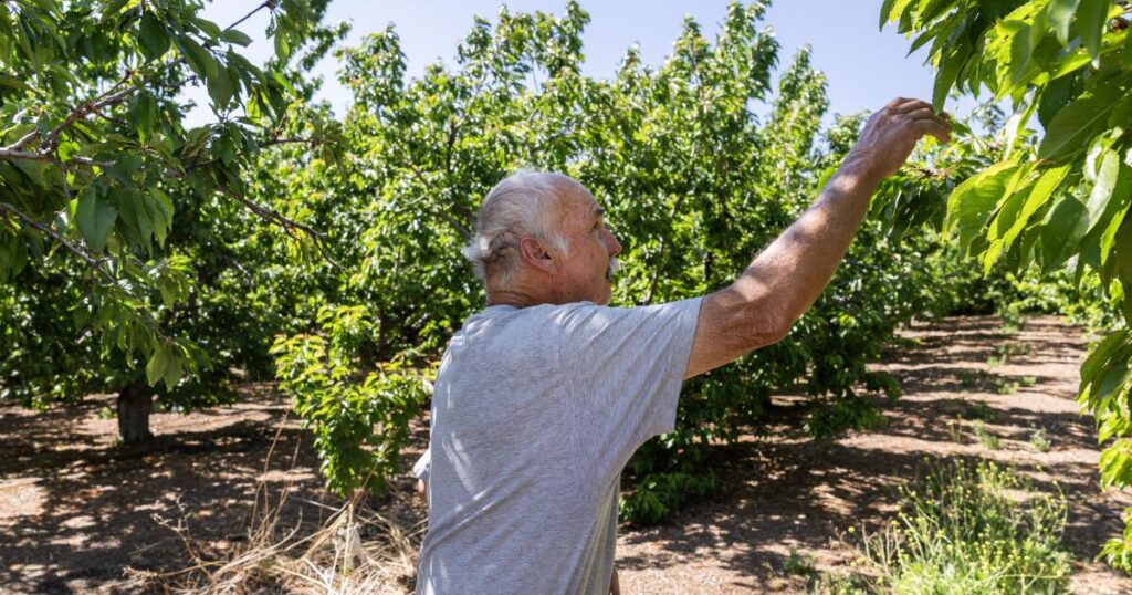 For the first time, a warm winter just wiped out SoCal’s little-known cherry harvest