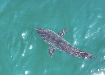 ‘Dun-dun … dun-dun.’ The great white shark surge of 2026 and why it’s good for SoCal