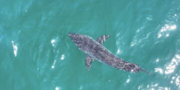 ‘Dun-dun … dun-dun.’ The great white shark surge of 2026 and why it’s good for SoCal