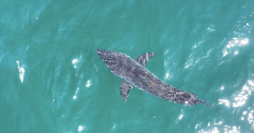 ‘Dun-dun … dun-dun.’ The great white shark surge of 2026 and why it’s good for SoCal