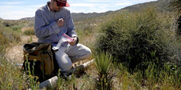 Humans are killing California Joshua trees. Can fungi save them?
