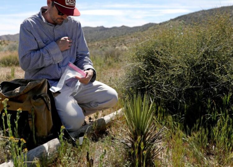 Humans are killing California Joshua trees. Can fungi save them?