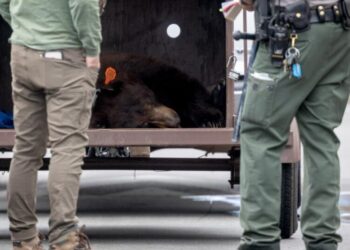 275-pound bear causes stir at Hansen Dam, runs from rangers but conks out on a wall