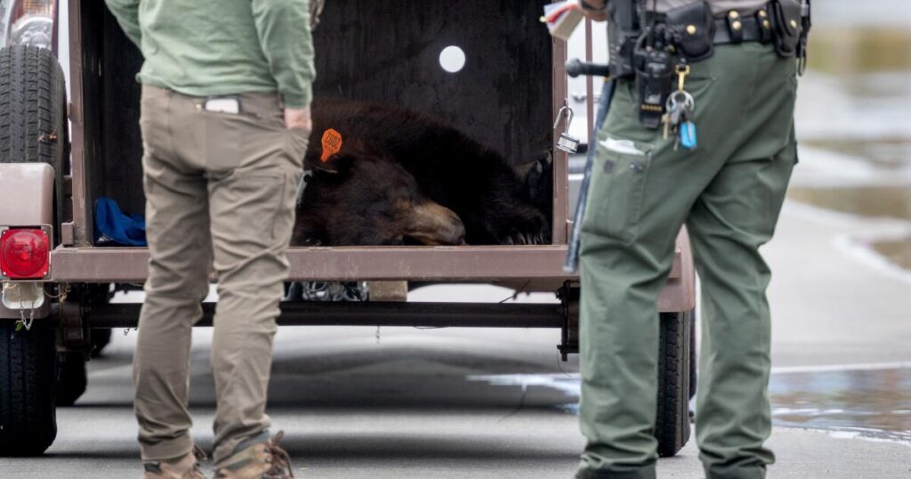 275-pound bear causes stir at Hansen Dam, runs from rangers but conks out on a wall
