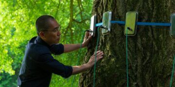 Trees have much to tell us in the thoughtful eco-forward drama ‘Silent Friend’