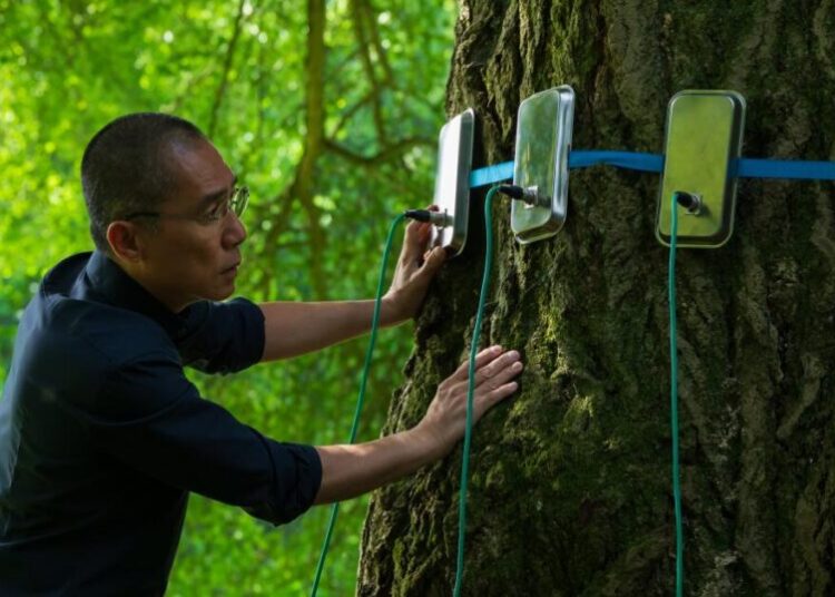 Trees have much to tell us in the thoughtful eco-forward drama ‘Silent Friend’