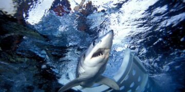 Sharks are helping scientists improve weather forecasts