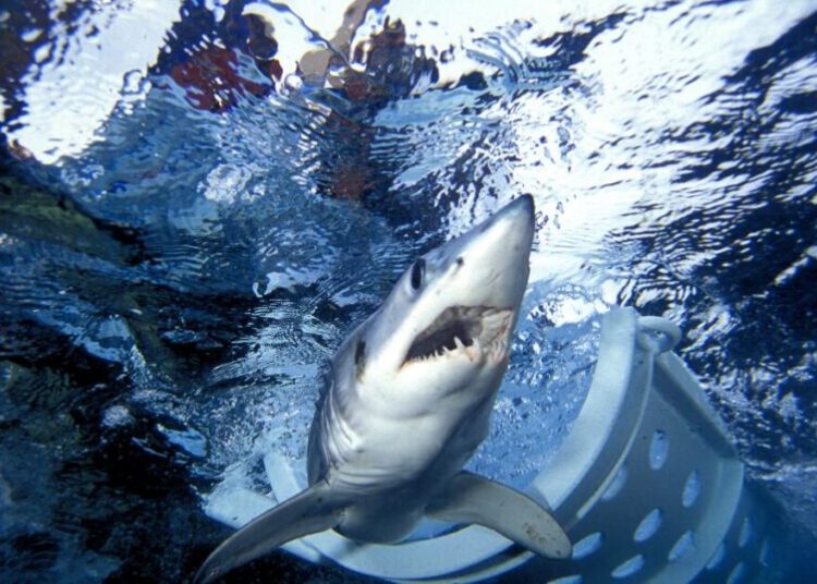 Sharks are helping scientists improve weather forecasts