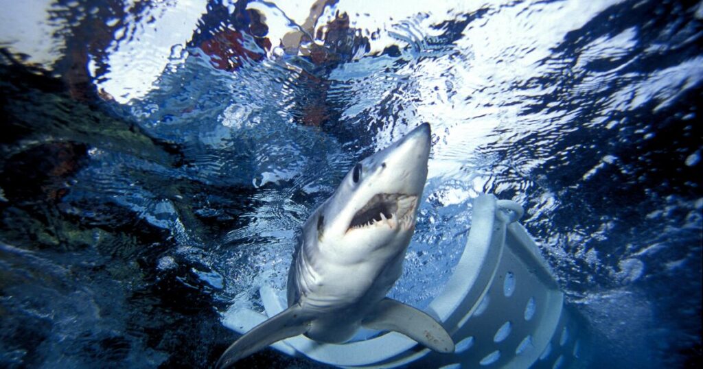 Sharks are helping scientists improve weather forecasts