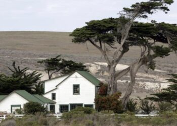 Santa Rosa Island fire burns through rare Torrey pine grove. But there’s hope for the endangered tree